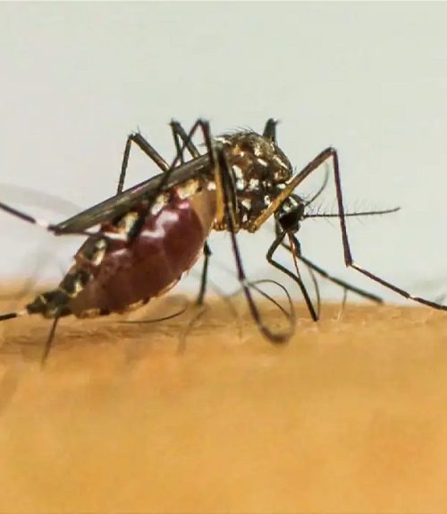 Brasil Lidera Casos de Dengue em 2024, Revela OMS