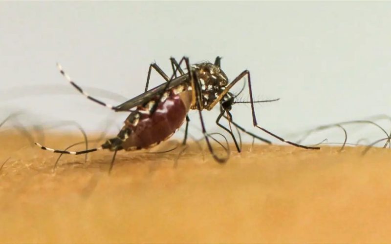 Brasil Lidera Casos de Dengue em 2024, Revela OMS