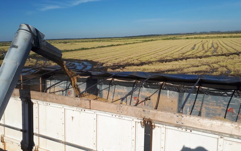 Autorização para utilização de recursos da taxa ao Irga beneficia produtores de arroz com auxílio
