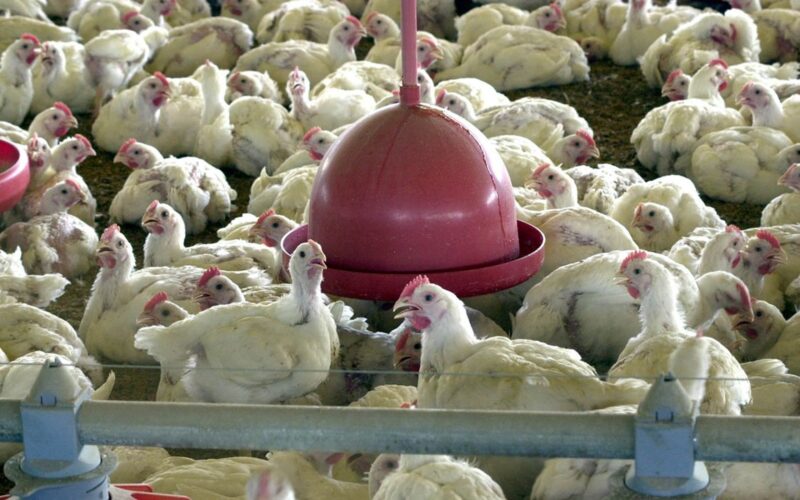 Mercado chinês volta a aceitar carne de frango gaúcha