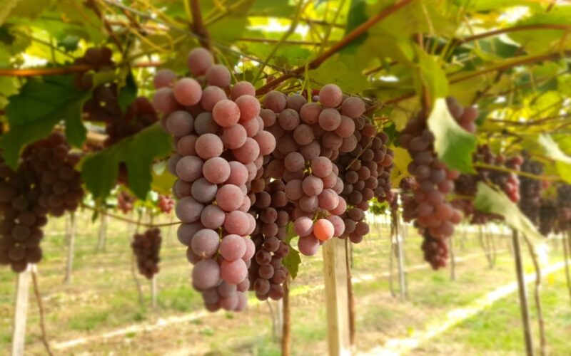 Expectativa de crescimento de até 10% na produção de uva no Rio Grande do Sul, segundo Emater/RS-Ascar