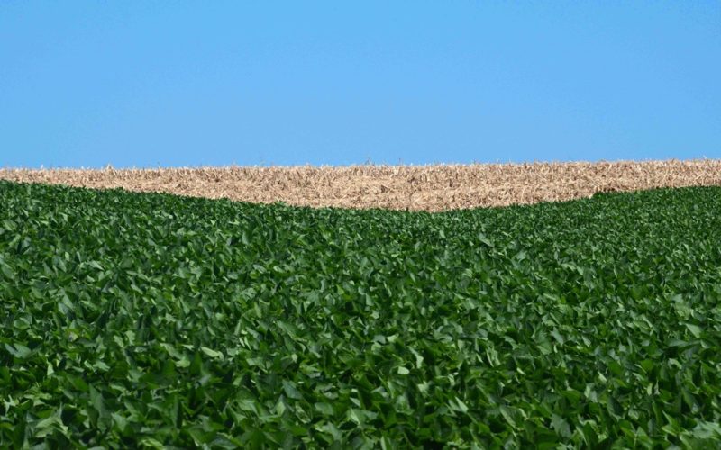 Desenvolvimento desigual das plantações de soja no Rio Grande do Sul durante a colheita