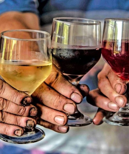 Expectativas Favoráveis para a Colheita de Uvas no Rio Grande do Sul em 2026