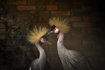 Aves resgatadas de tráfico internacional encontram abrigo no Zoo de Sapucaia