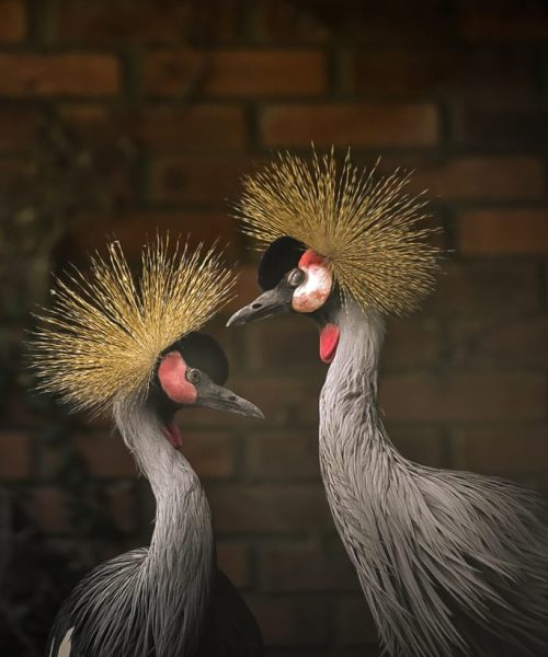 Aves resgatadas de tráfico internacional encontram abrigo no Zoo de Sapucaia