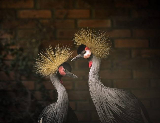 Aves resgatadas de tráfico internacional encontram abrigo no Zoo de Sapucaia