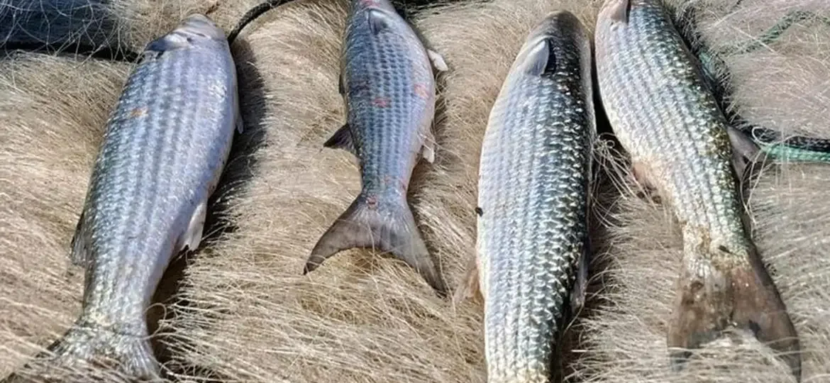 Proibição da pesca de tainha em arrasto de praia é anunciada