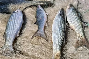 Proibição da pesca de tainha em arrasto de praia é anunciada
