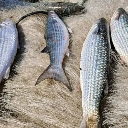 Proibição da pesca de tainha em arrasto de praia é anunciada