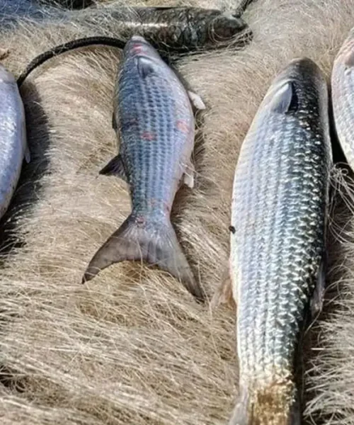 Proibição da pesca de tainha em arrasto de praia é anunciada