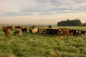 RS celebra cinco anos sem vacinação e livre da febre aftosa