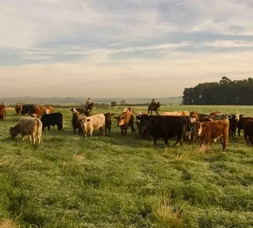RS celebra cinco anos sem vacinação e livre da febre aftosa