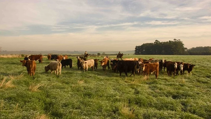RS celebra cinco anos sem vacinação e livre da febre aftosa